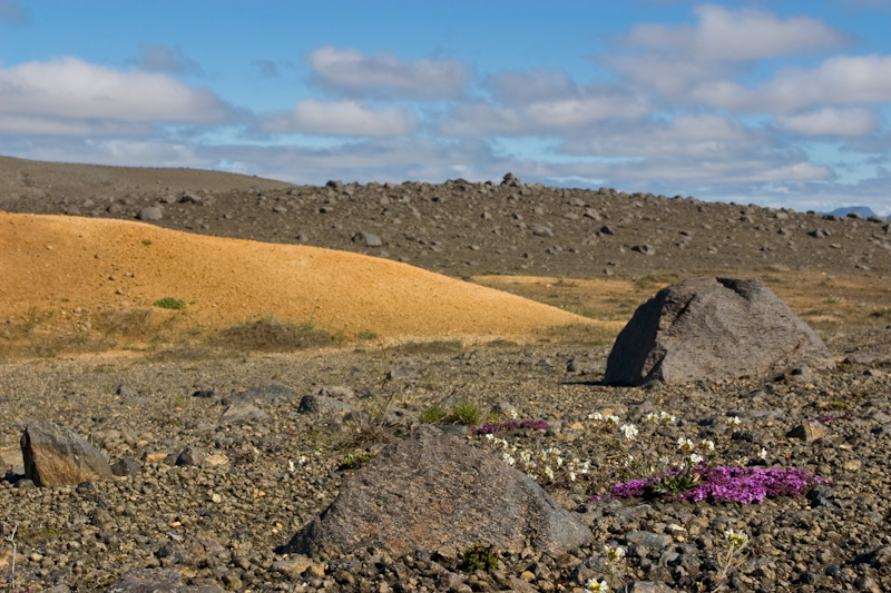 Lava Field